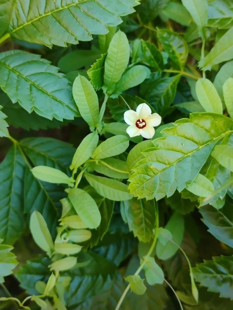 African Morningvine photo 5