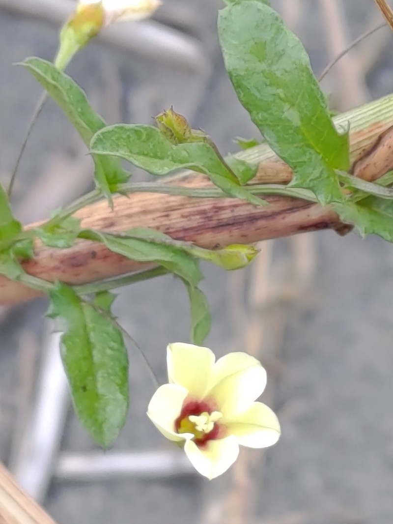 African Morningvine photo 6