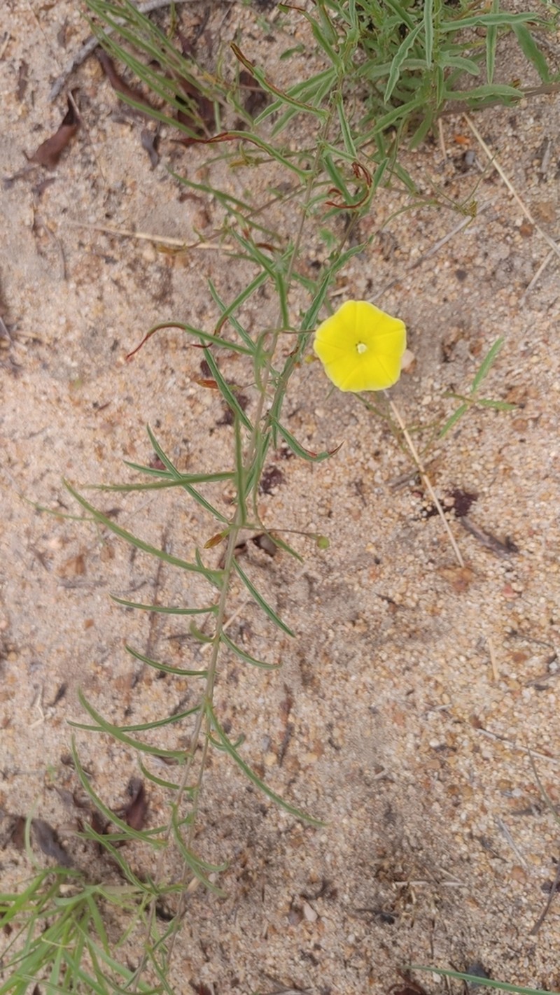 African Morningvine photo 7