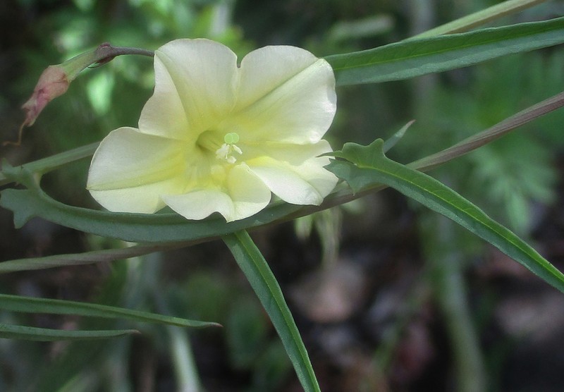 African Morningvine photo 8