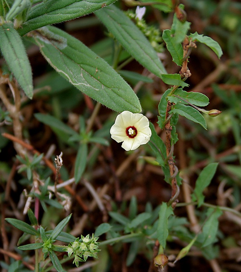 African Morningvine photo 2