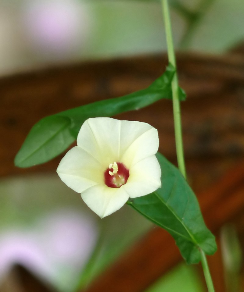 African Morningvine