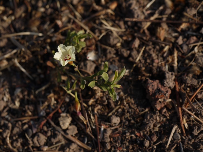 African Morningvine photo 3