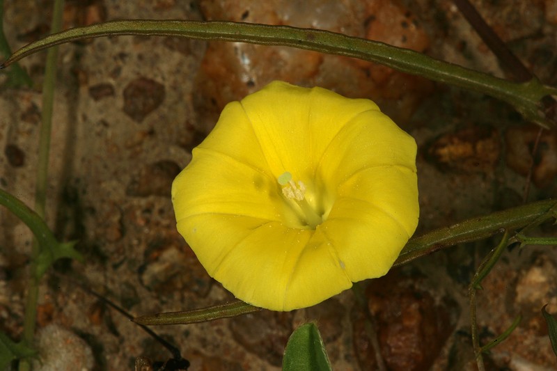 African Morningvine photo 4