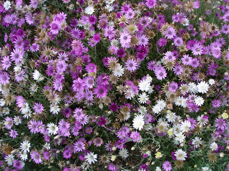 Xeranthemum annuum