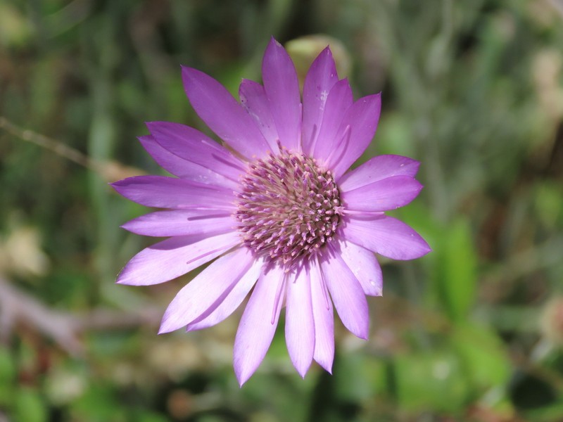 Xeranthemum annuum photo 6