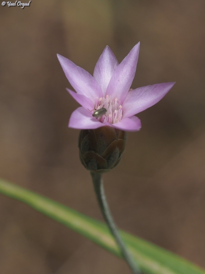 Xeranthemum cylindraceum