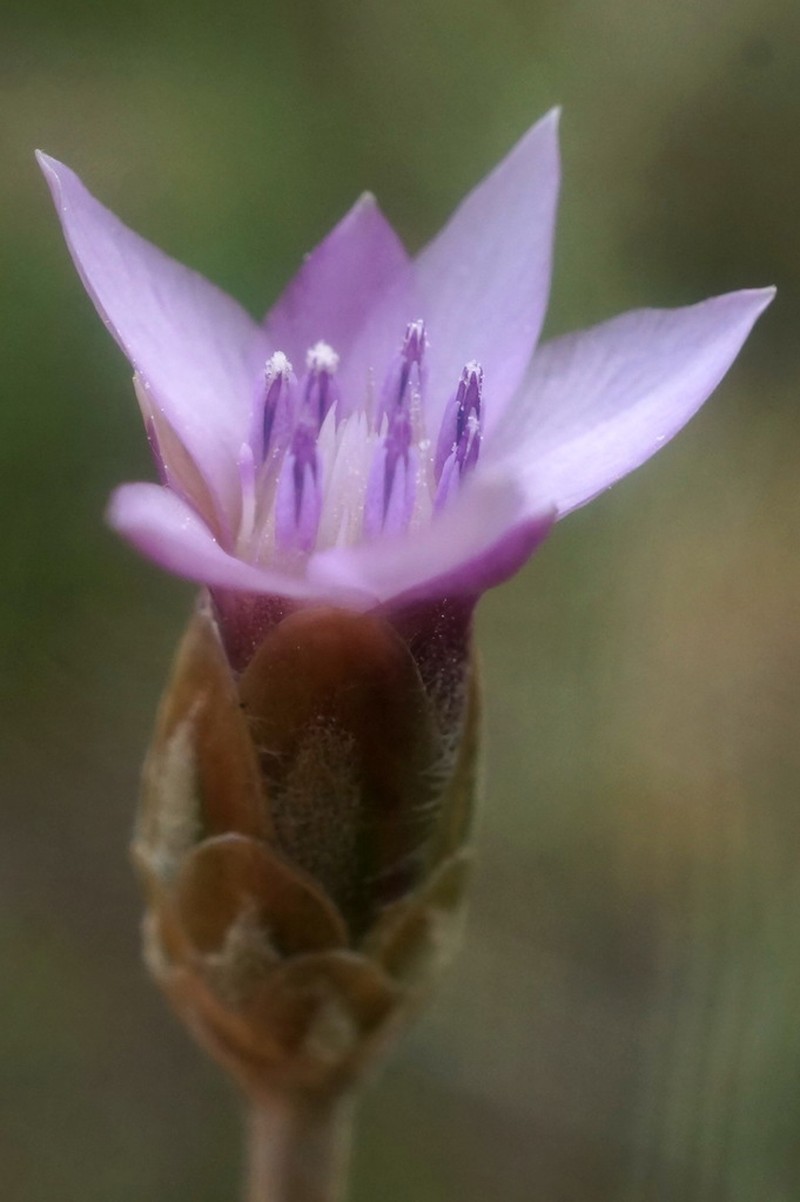 Xeranthemum cylindraceum photo 2