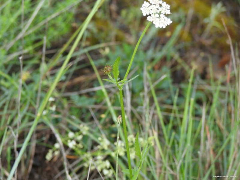 Xeranthemum cylindraceum photo 3