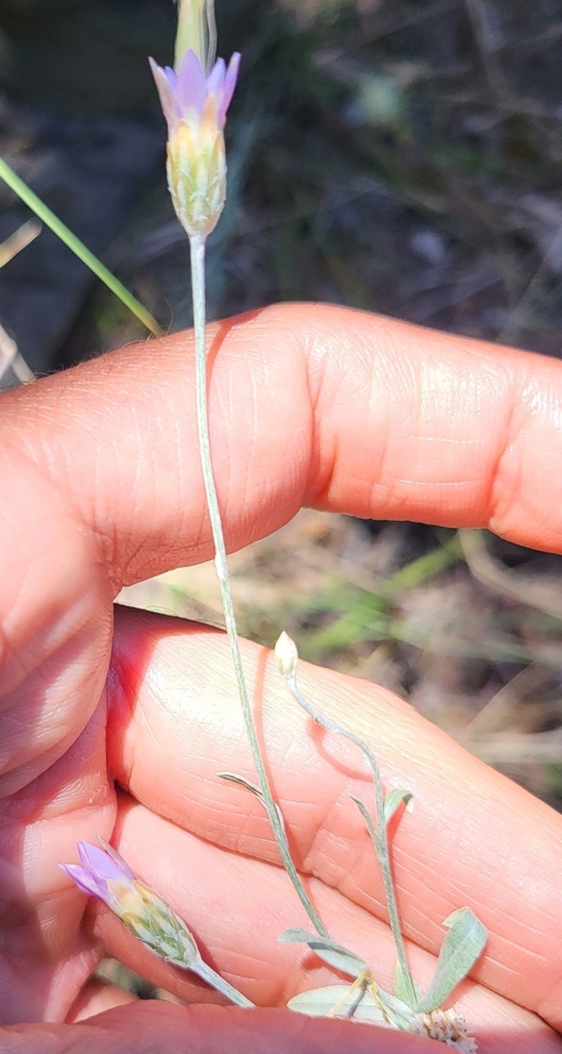 Xeranthemum cylindraceum photo 4