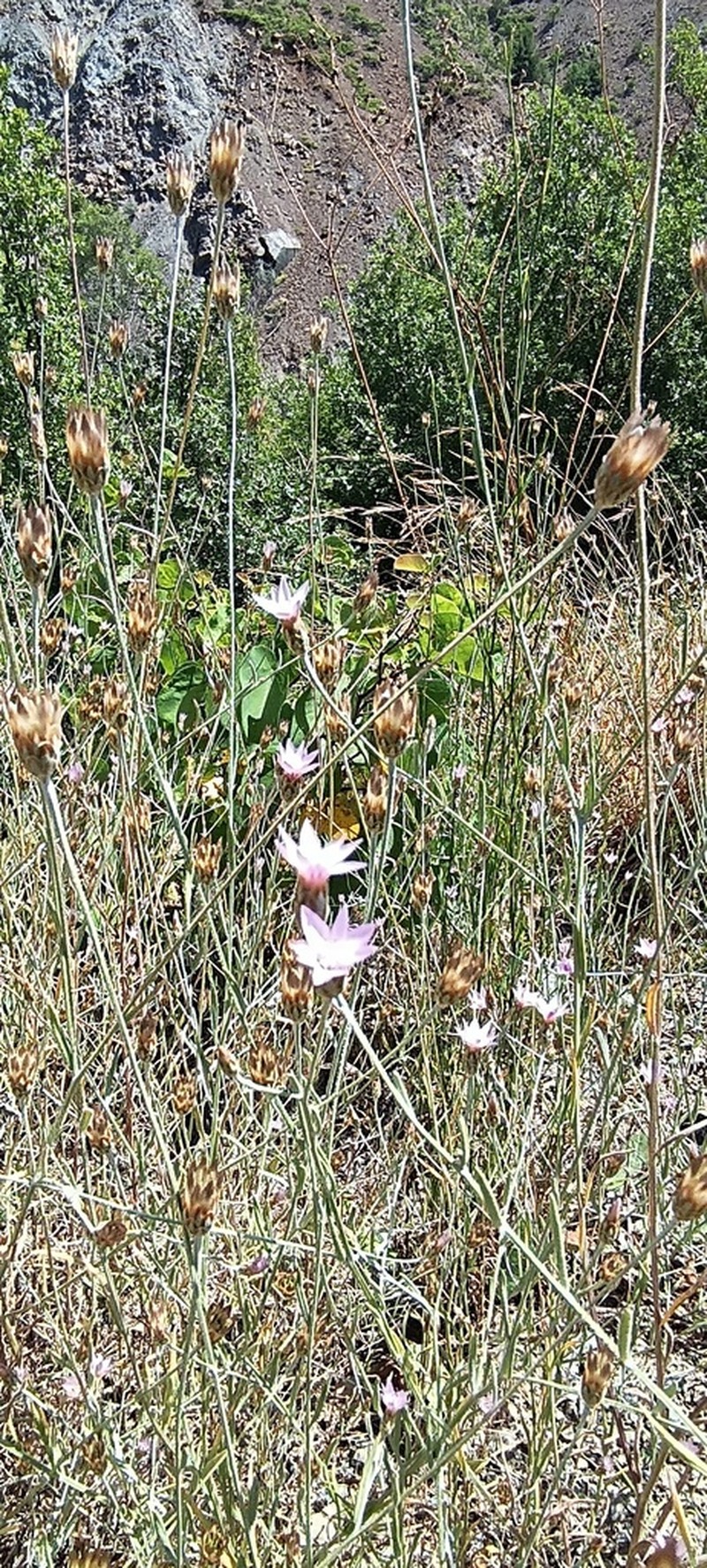 Xeranthemum cylindraceum photo 5