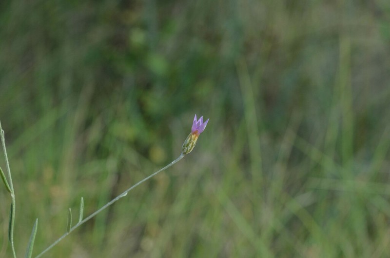 Xeranthemum cylindraceum photo 6