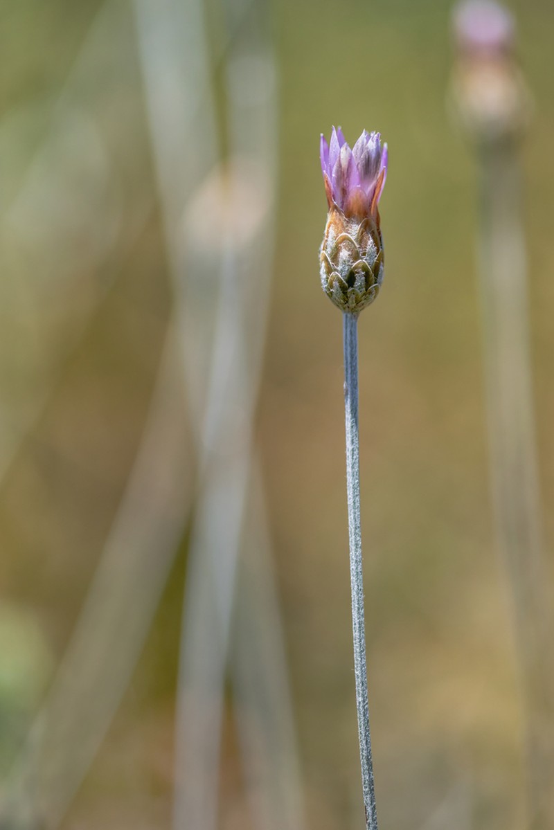 Xeranthemum cylindraceum photo 7