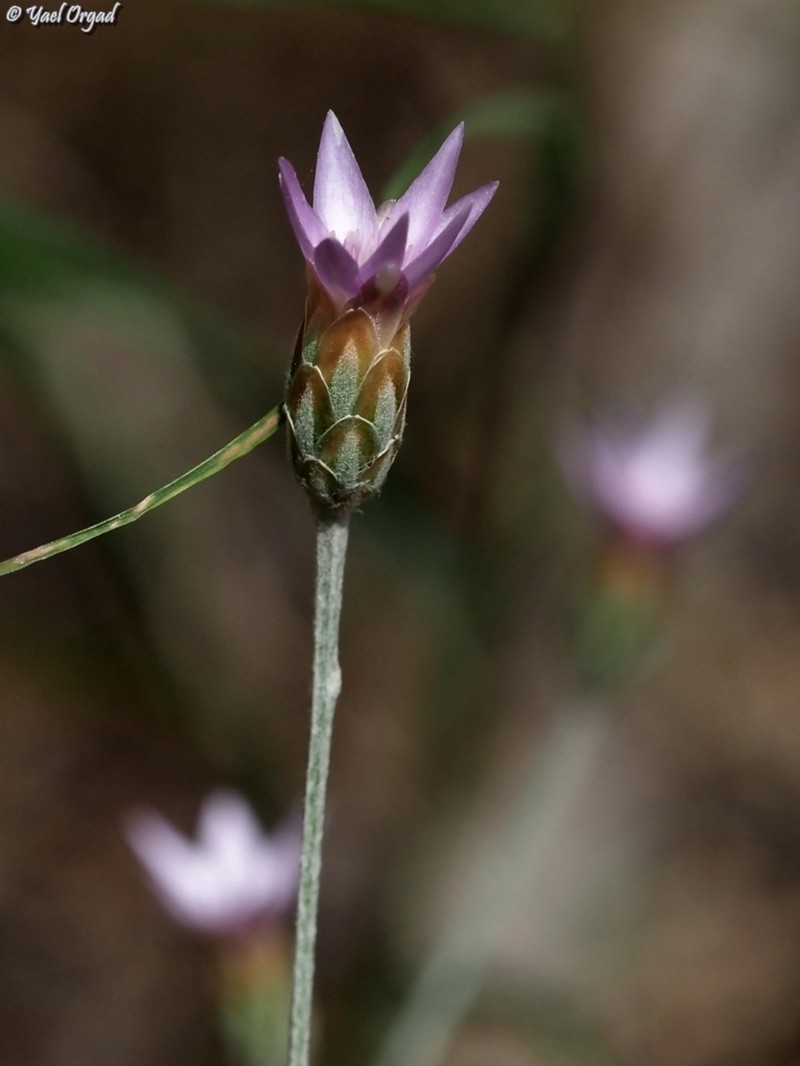 Xeranthemum cylindraceum photo 8