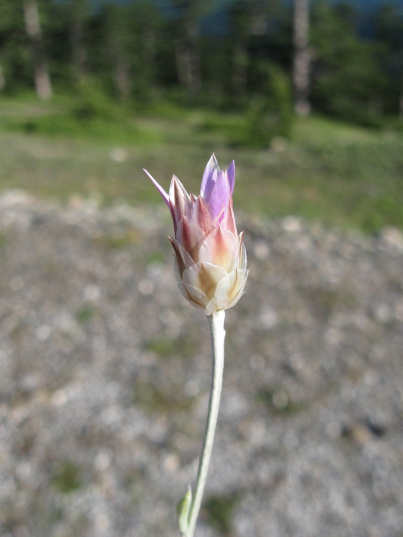 Xeranthemum inapertum