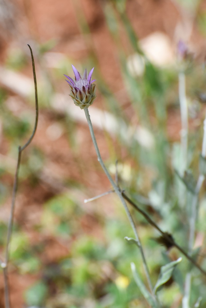 Xeranthemum inapertum photo 2
