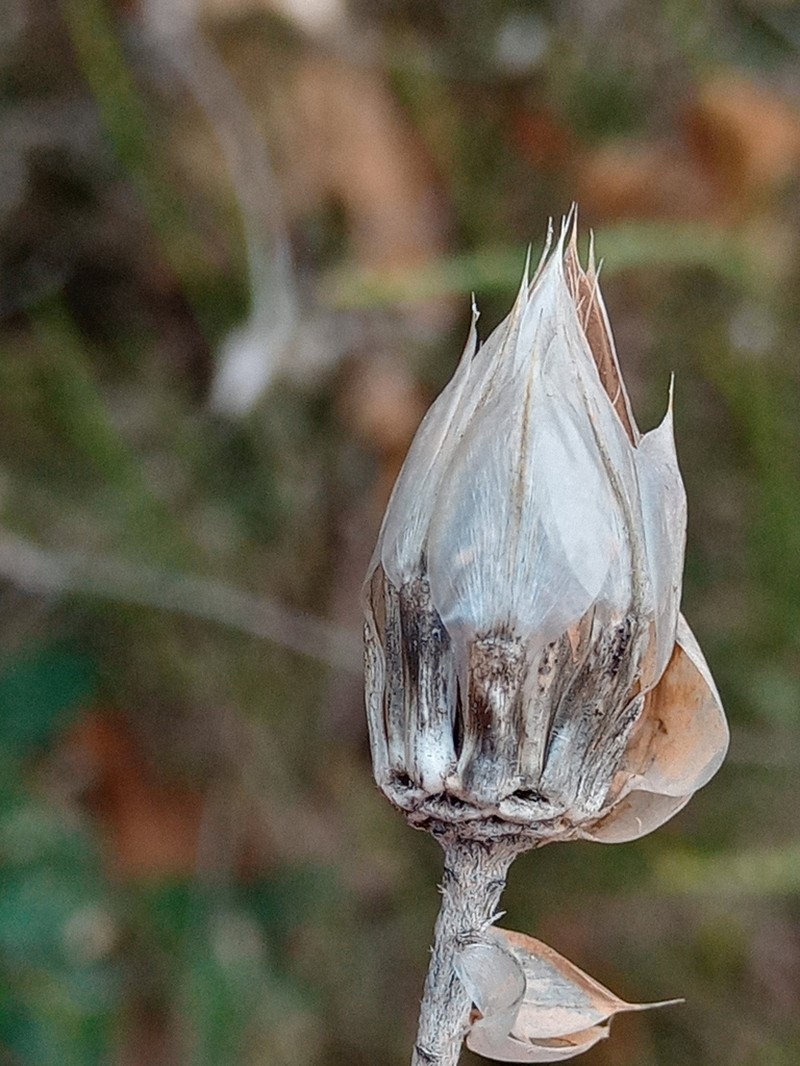 Xeranthemum inapertum photo 3