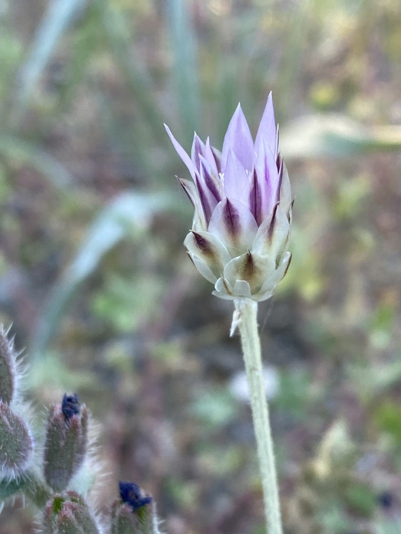 Xeranthemum inapertum photo 4
