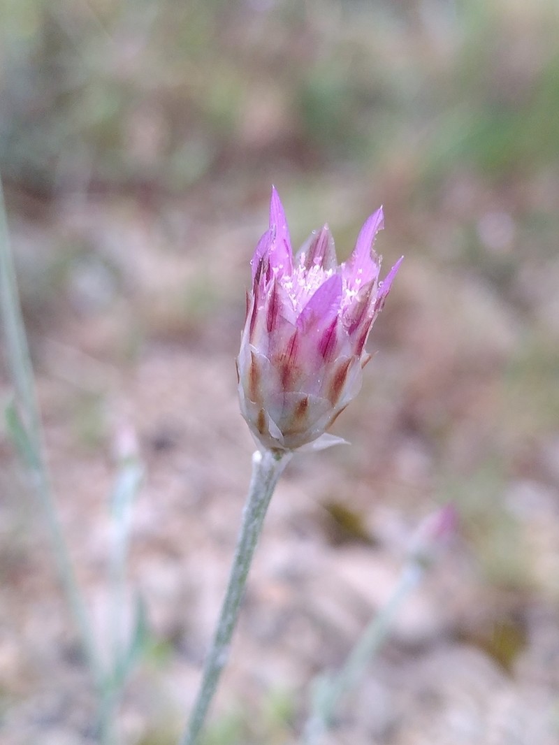 Xeranthemum inapertum photo 5