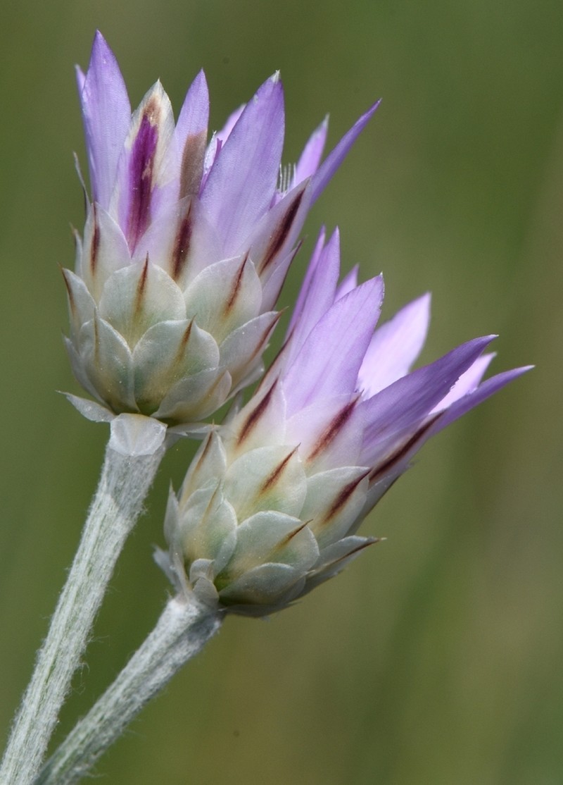 Xeranthemum inapertum photo 6