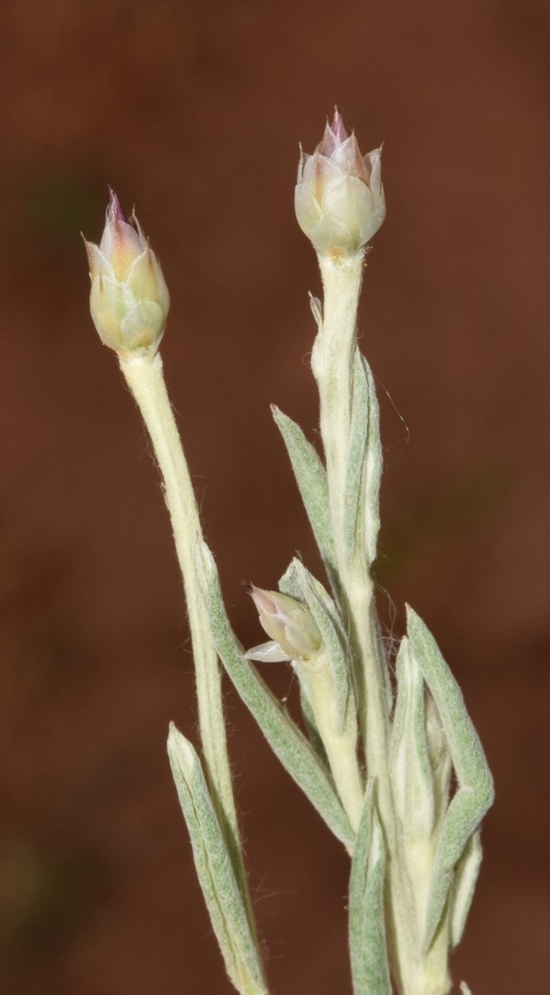 Xeranthemum inapertum photo 8