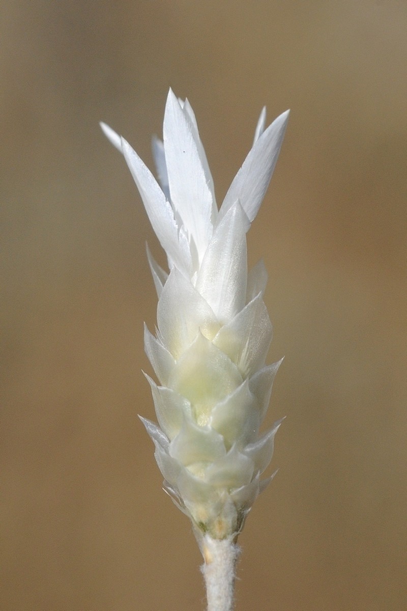 Xeranthemum longepapposum photo 2