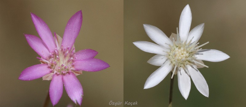 Xeranthemum longepapposum photo 3
