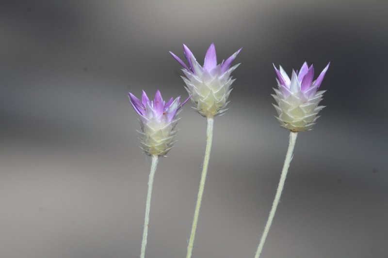 Xeranthemum longepapposum photo 4