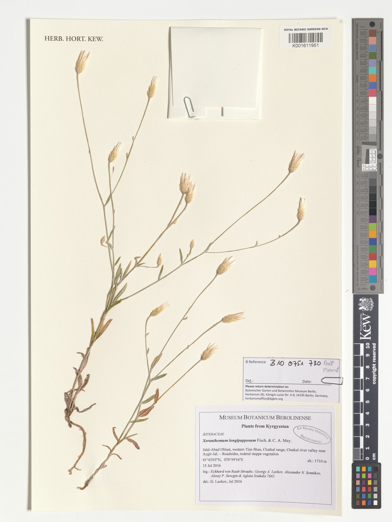 Xeranthemum longepapposum photo 5