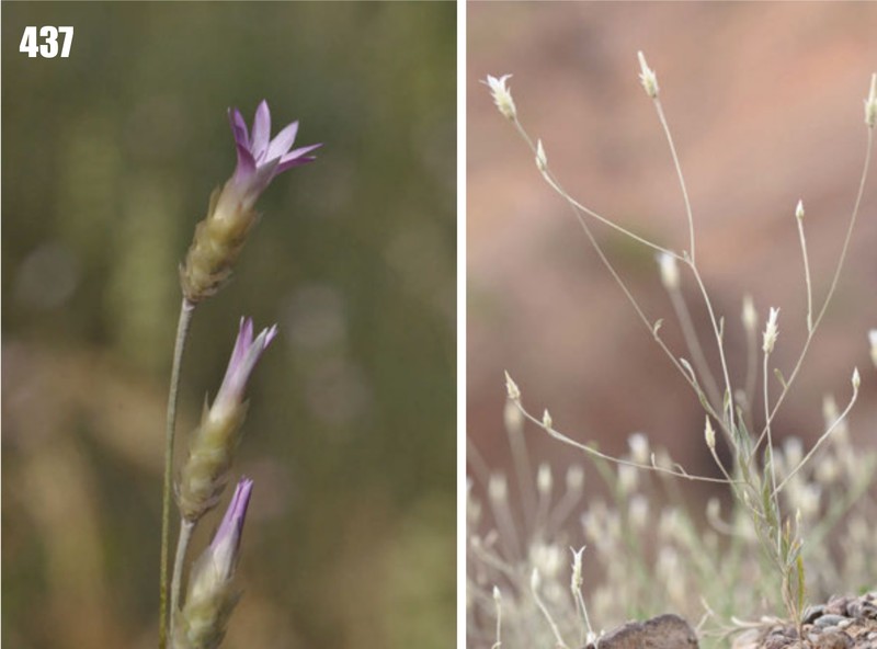 Xeranthemum longepapposum