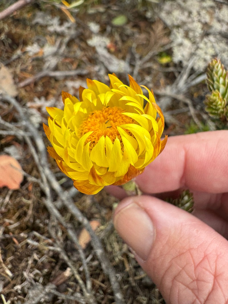 Xerochrysum alpinum photo 2