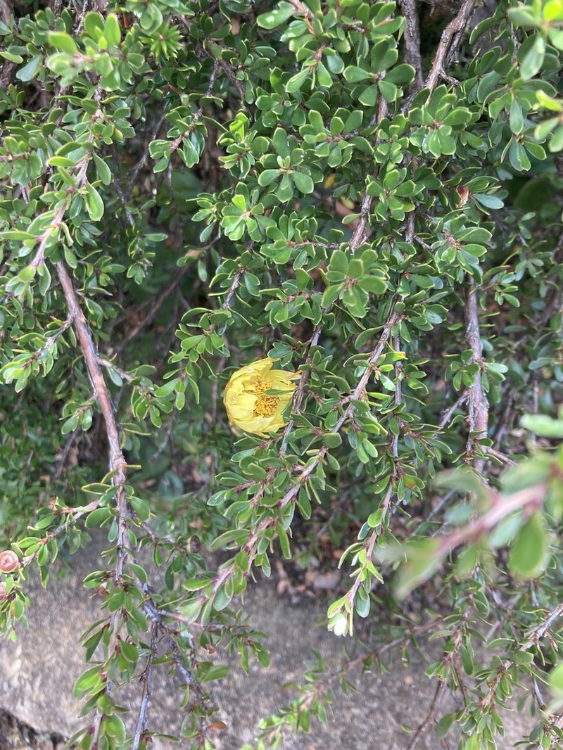 Xerochrysum alpinum photo 3