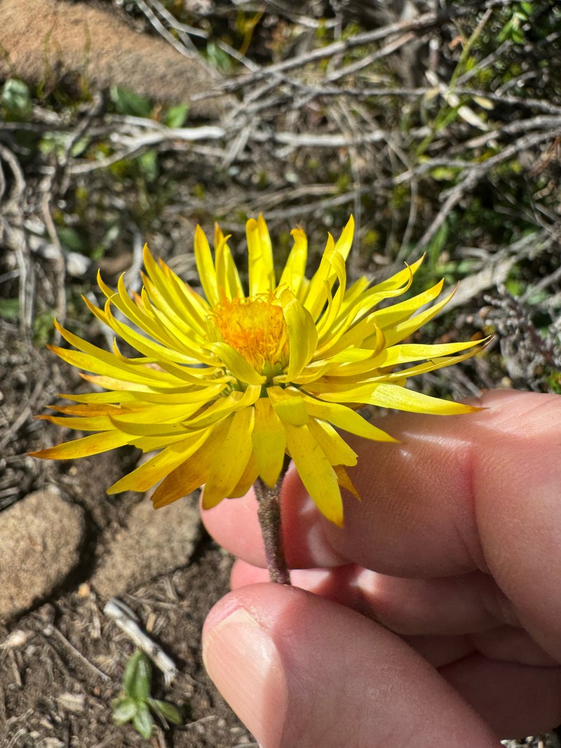 Xerochrysum alpinum photo 4