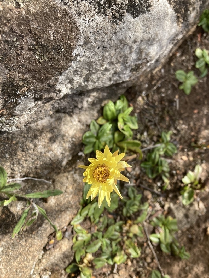 Xerochrysum alpinum photo 5