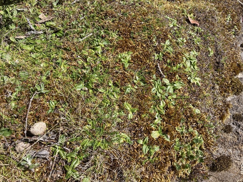 Xerochrysum alpinum photo 6