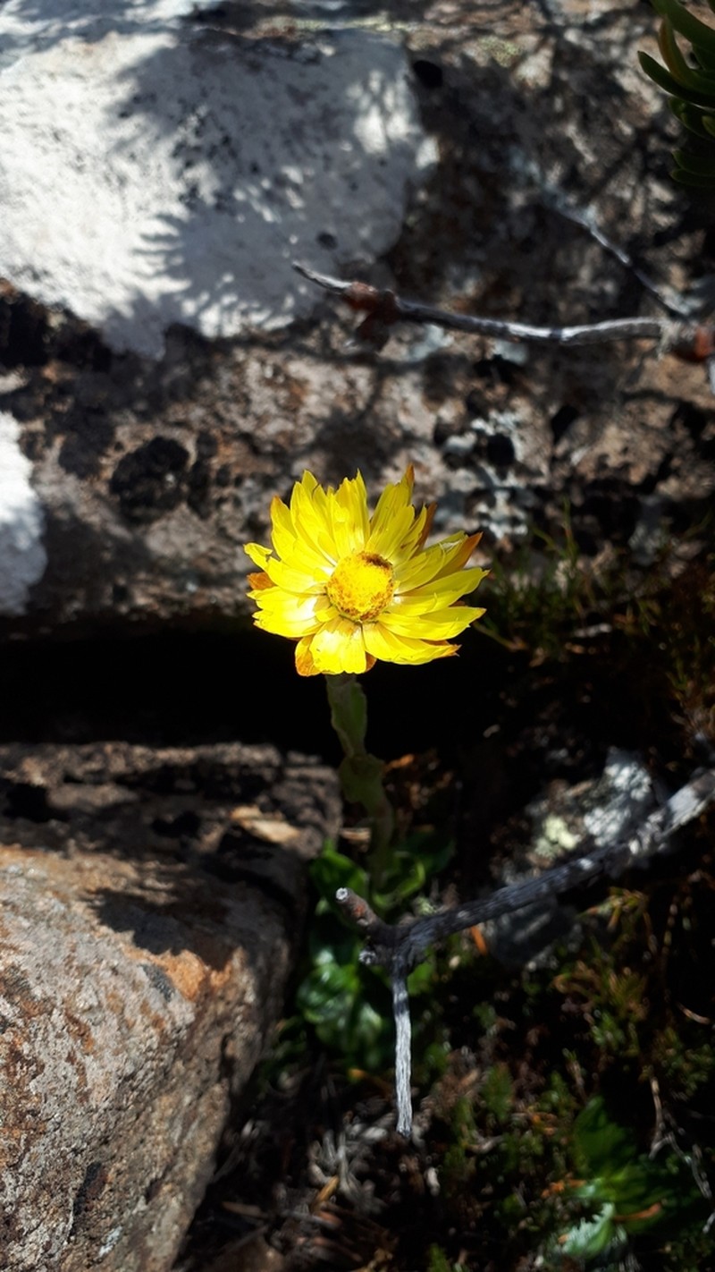 Xerochrysum alpinum photo 7