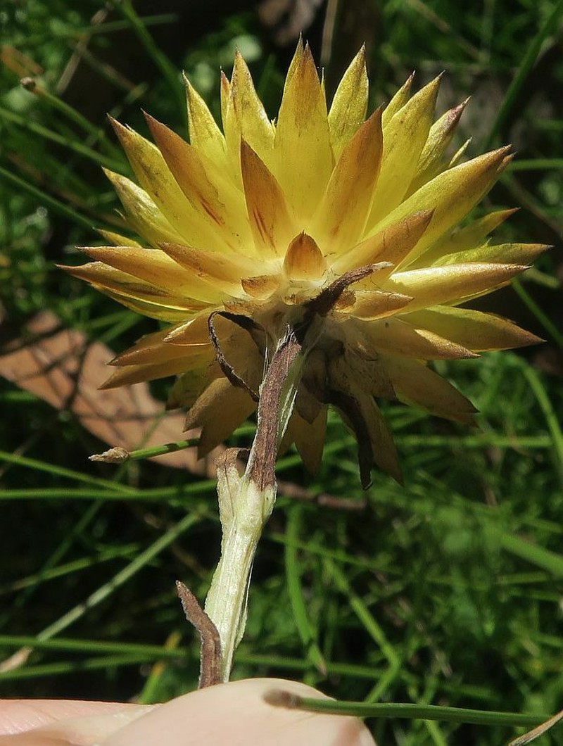 Xerochrysum andrewiae