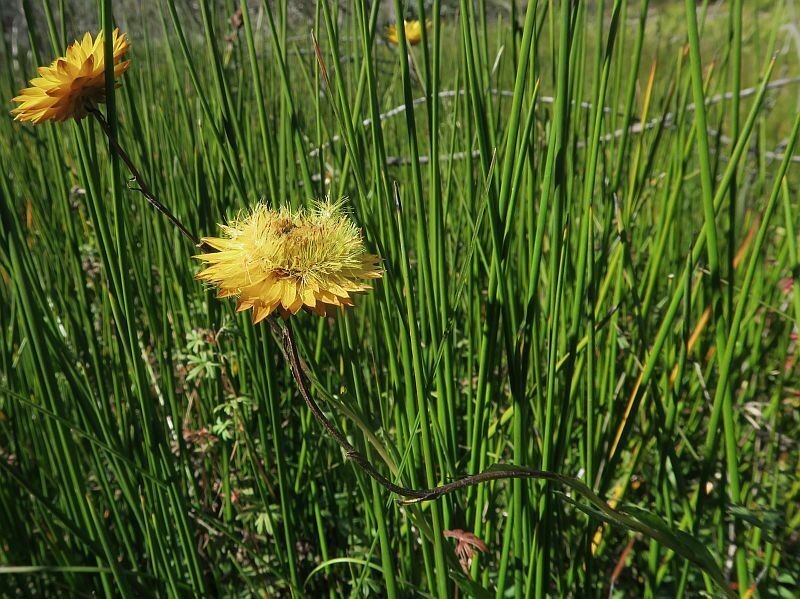 Xerochrysum andrewiae photo 2