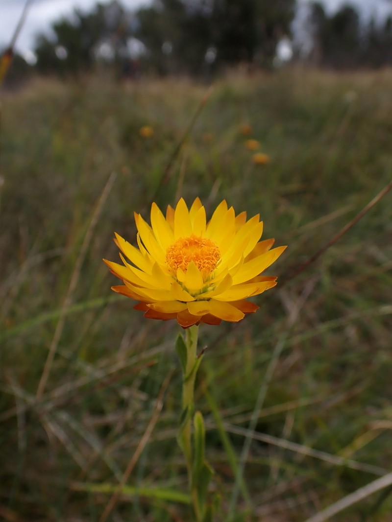 Xerochrysum andrewiae photo 4