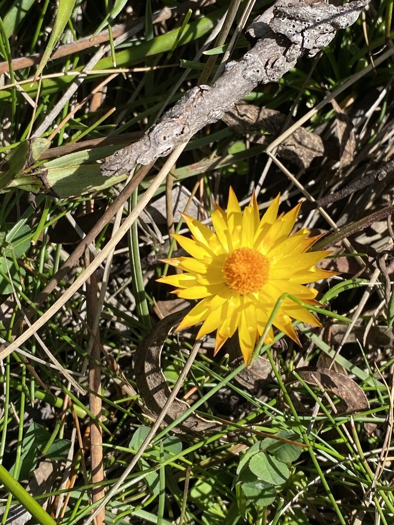 Xerochrysum andrewiae photo 5