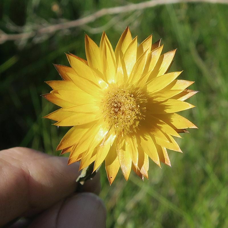 Xerochrysum andrewiae photo 6