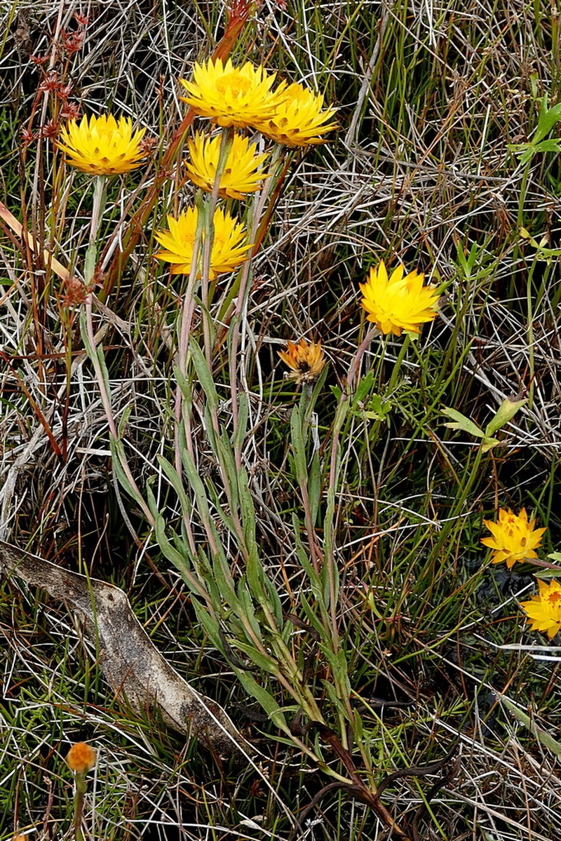 Xerochrysum andrewiae photo 7