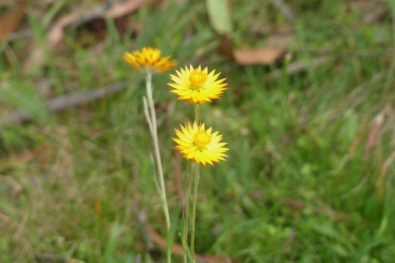 Xerochrysum andrewiae photo 8