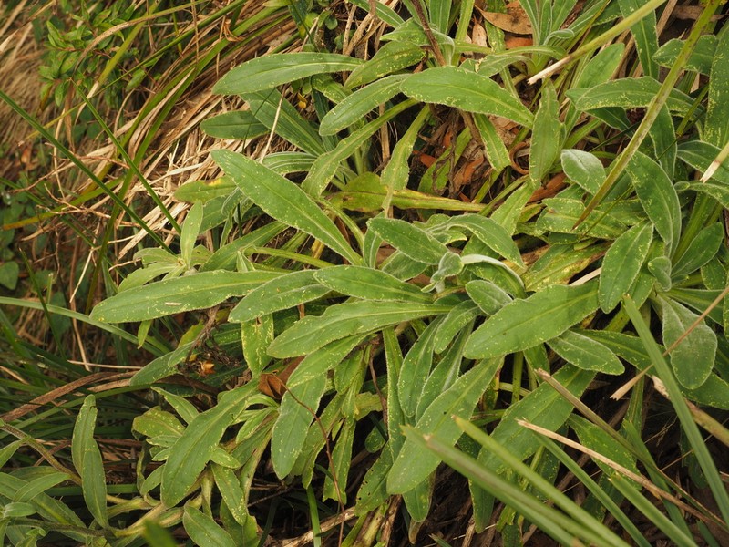 Xerochrysum berarngutta