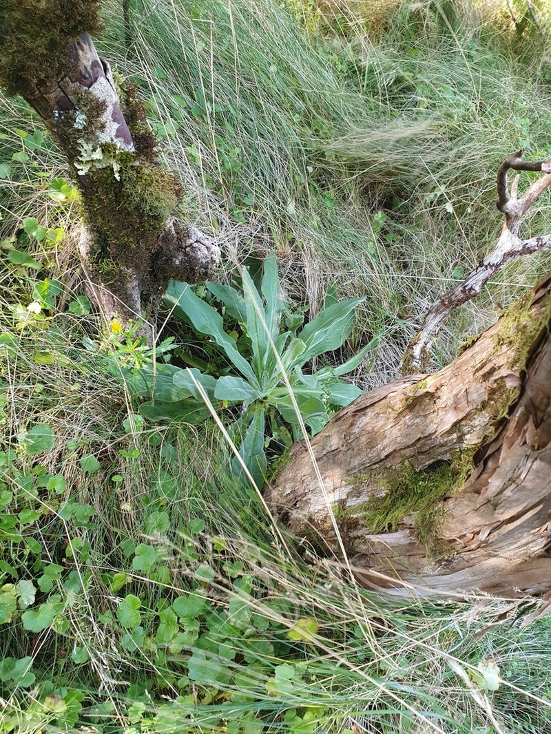 Xerochrysum berarngutta photo 2
