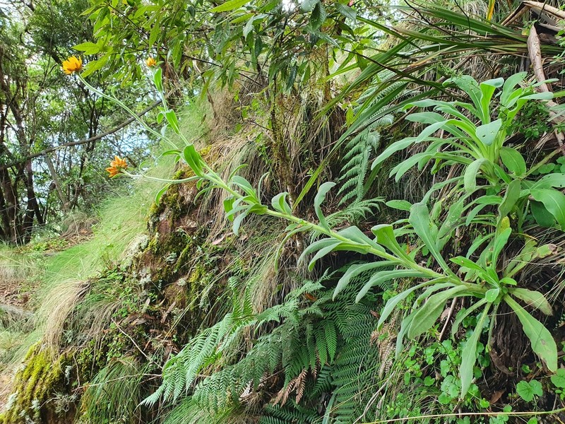 Xerochrysum berarngutta photo 3