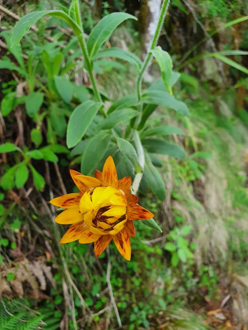 Xerochrysum berarngutta photo 4