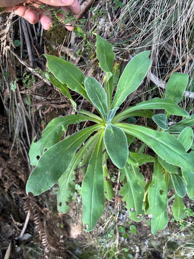 Xerochrysum berarngutta photo 5