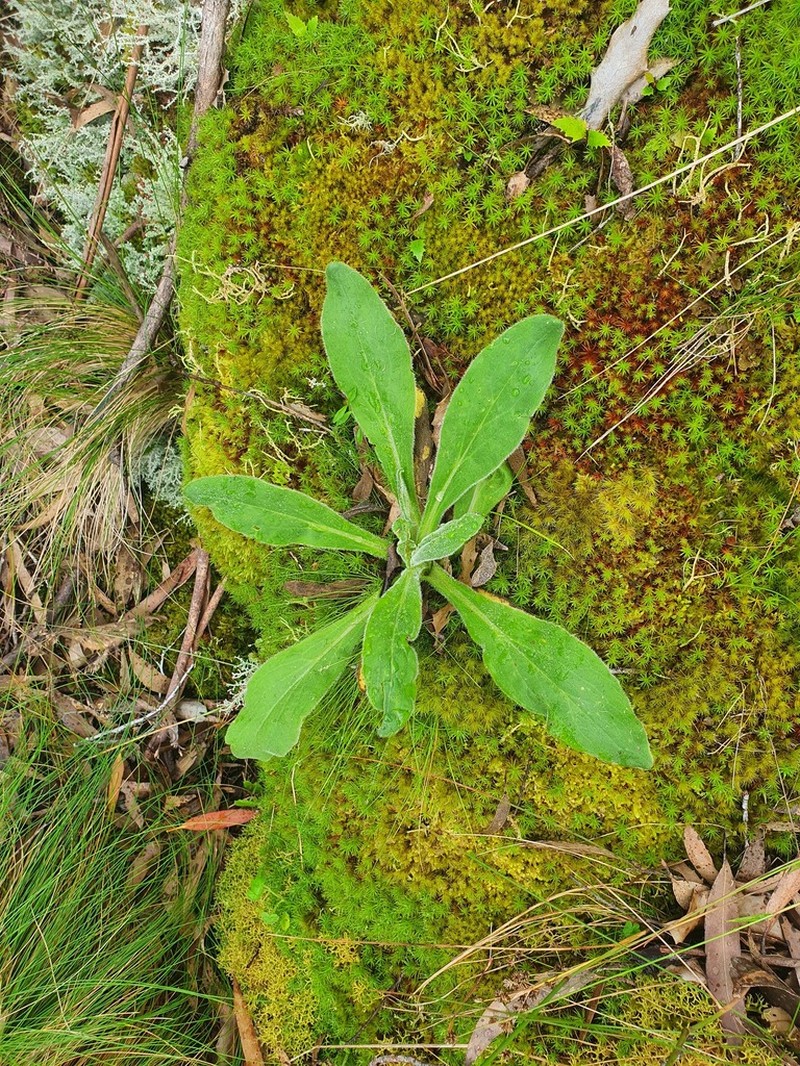 Xerochrysum berarngutta photo 6