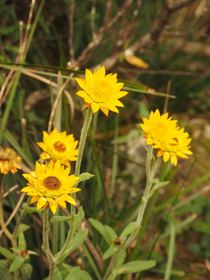 Xerochrysum berarngutta photo 7